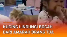 Anggapan hewan yang setia kerap kali ditujukan pada anjing. Terlebih saat sang majikan sedang dalam bahaya, anjing kerap jadi penyelamat. Namun kucing berikut ini coba membuktikan kesetiaannya layaknya anjing. Kucing belang oranye ini terekam berusah...