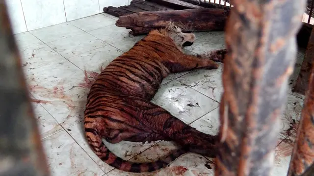 Jumlah Harimau Sumatra Semakin Kritis