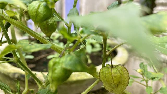 Ilustrasi buah ciplukan, ceplukan