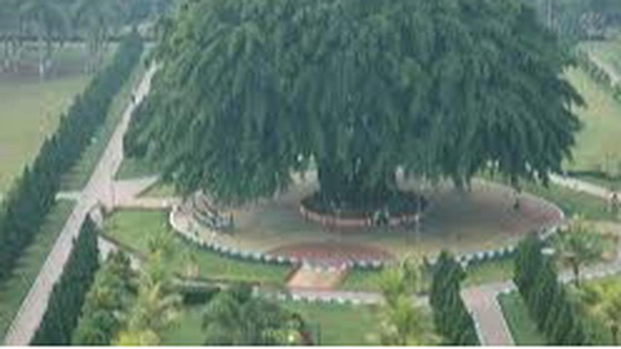 Pohon Beringin