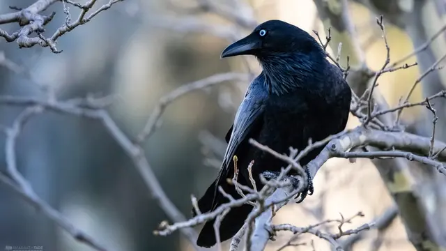 The Raven's Spiritual Symbolism