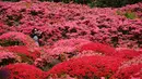 Wisatawan mengambil gambar bunga Azalea berwarna-warni yang mekar di taman Nagushiyama, Prefektur Nagasaki, barat daya Jepang, 15 April 2018. Sekitar 100.000 jenis azalea bermekaran pada musim semi di taman ini.  (AP Photo/Eugene Hoshiko)