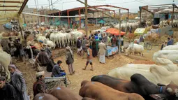 Suasana pasar ternak jelang Hari Raya Idul Adha di Sanaa, Yaman, Rabu (14/7/2021). Saat Idul Adha, umat muslim mengorbankan berbagai hewan seperti sapi, unta, kambing, dan domba. (MOHAMMED HUWAIS/AFP)