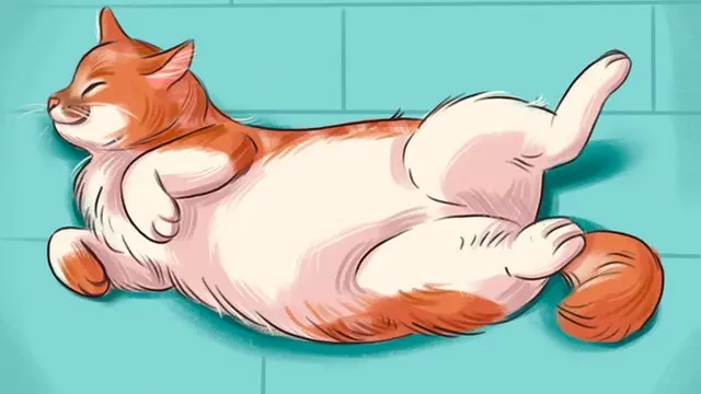 Coba Perhatikan, 6 Posisi Tidur yang Ungkap Suasana Hati Kucing