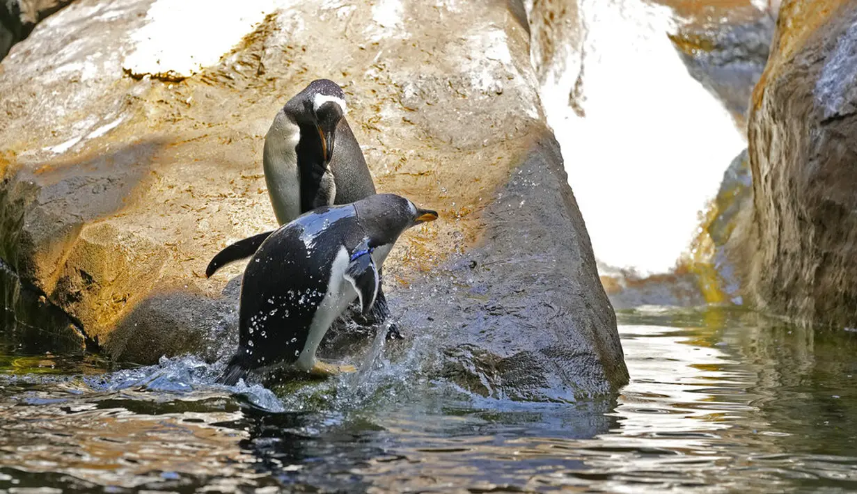 Dua penguin Gentoo bermain di atas batu di dalam kandang mereka di Taman Pairi Daiza di Cambron-Casteau, Belgia, Senin (5/7/2021). Kehadiran penguin Gentoo diharapkan dapat menjadi daya tarik wisatawan untuk berkunjung ke kebun binatang Pairi Daiza, Belgia. (AP Photo/Virginia Mayo)