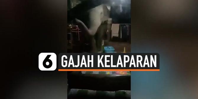 VIDEO: Kelaparan, 3 Gajah Liar Terobos Rumah Warga