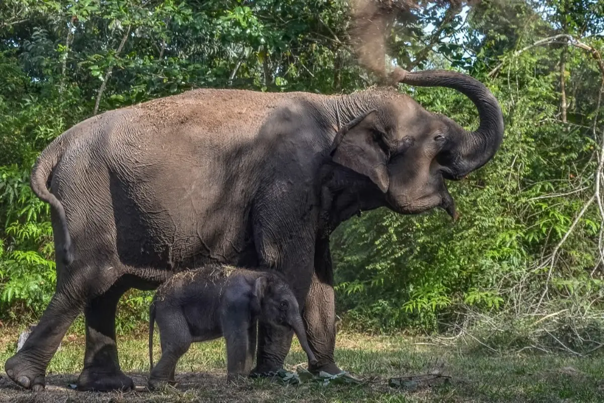 Gajah di Taman Nasional Tesso Nilo