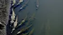 Puluhan buaya tampak menepi di Sungai Tarcoles, Rio Grande, Kosta Rika, Jumat (13/3/2015). Buaya menjadi daya tarik objek wisata Sungai Tarcoles. (AFP Photo/Ezequiel Becerra)