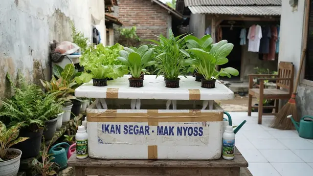 Model hidroponik wick system sederhana dari barang bekas model menggunakan styrofoam bekas