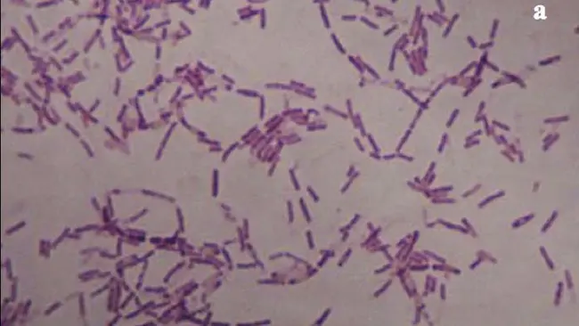 Bakteri Bacillus F