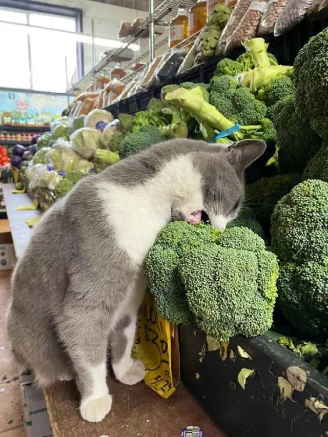 7 Potret Menggemaskan Kucing Toko Kelontong Ini Bakal Cerahkan Harimu