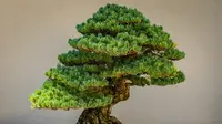 16 Jenis Tanaman yang Bisa Dibonsai untuk Teras, Percantik Rumah dengan Sentuhan Alami