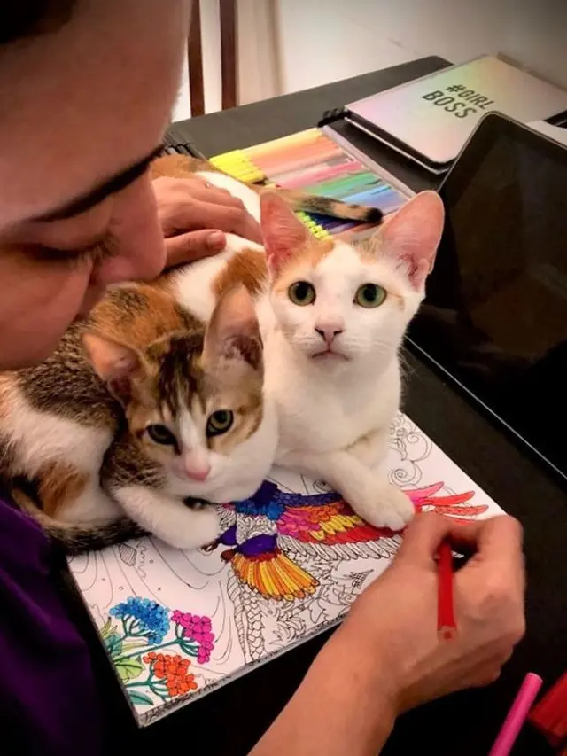 8 Potret Kucing Usil yang Tak Berhenti Ganggu Pemiliknya