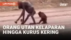 Miris! Orang Utan Kurus Kering Berjalan di Area Tambang Kaltim Bersama Anaknya