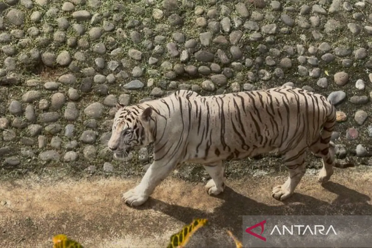 Harimau Pramono Anung di Ragunan
