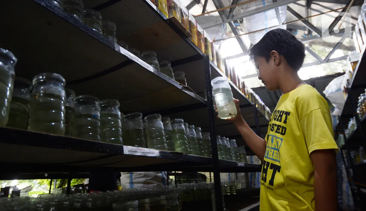 Seorang anak melihat ikan cupang hias di pusat budidaya cupang Boston Betta Serpong, Tangerang Selatan, Selasa (8/12/2020). Dalam satu bulan Boston Betta mampu menjual Ikan cupang hias sebanyak 10 ribu ekor secara daring maupun langsung dengan omset mencapai Rp100 juta. (merdeka.com/Dwi Narwoko)