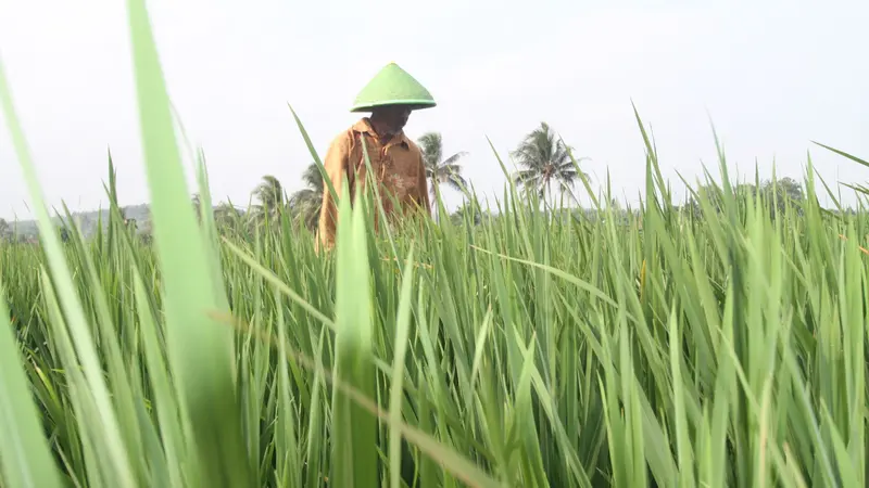 Petani. (Liputan6.com/ ist)