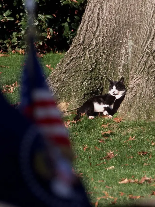 4 Kucing Peliharaan Para Presiden Amerika Serikat, Berhak Tinggal di Gedung Putih