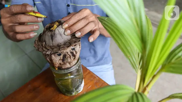 Unik, Herman Ronda Menyulap Batok Kelapa Menjadi Bonsai
