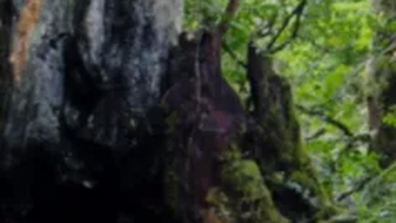 5. Pohon Bolong: Penunggu dan Mitos Penghilangan