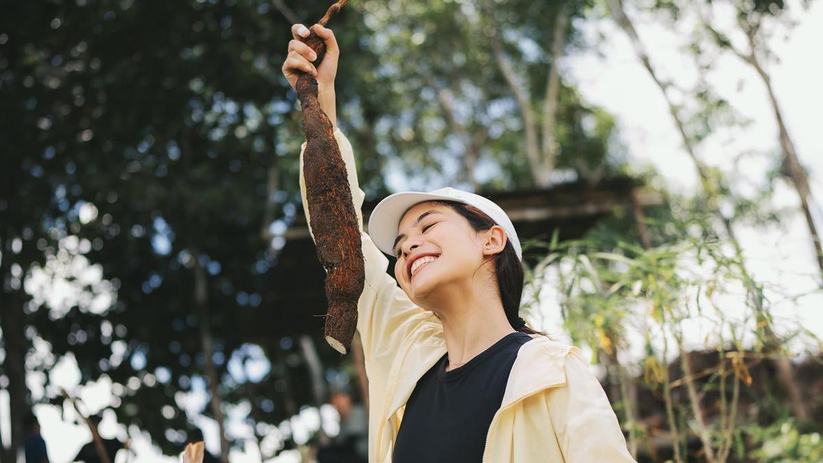 5 Cara Menanam Singkong Agar Berumbi Banyak dan Besar dari Bibit Hingga Panen