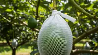 Kapan dan Sebesar Apa Buah Alpukat Mulai Dibrongsong? Panduan Lengkap untuk Hasil Mulus Glowing