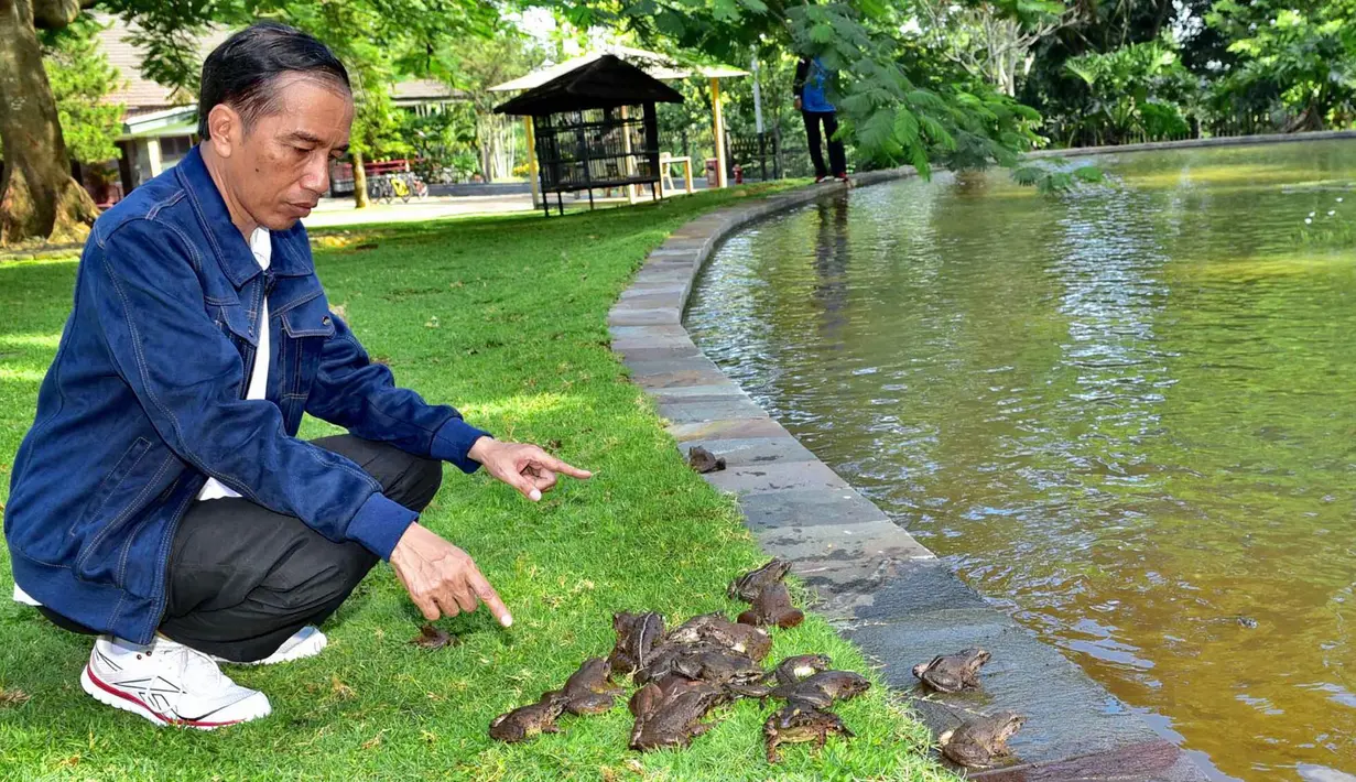 Presiden Jokowi melepas sejumlah kodok di lingkungan Istana Kepresidenan, Bogor, Minggu, (2/1). Jokowi melepas 3 karung kodok yang berisi 150 ekor dan disebar di tiga buah kolam yang terletak di halaman depan Kompleks Istana. (Setpres-Agus Suparto)