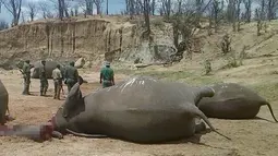 Sejumlah gajah tanpa kepala saat ditemukan petugas yang diyakini telah dibunuh oleh pemburu di Taman Nasional Hwange, Zimbabwe (26/10). Sedikitnya 22 ekor gajah ditemukan mati akibat diracun dengan sianida yang ditaburkan di kubangan. (REUTERS/Stringer)