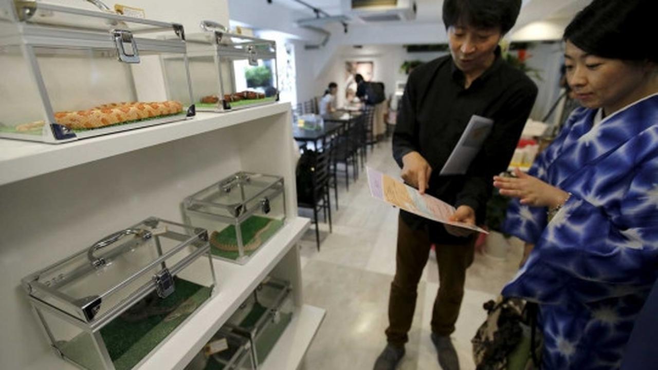 Sensasi merinding makan ditemani ular di kafe Tokyo Snake Center