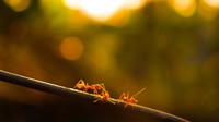 Ilustrasi mimpi, semut. (Photo by Akhil suryajith on Unsplash)