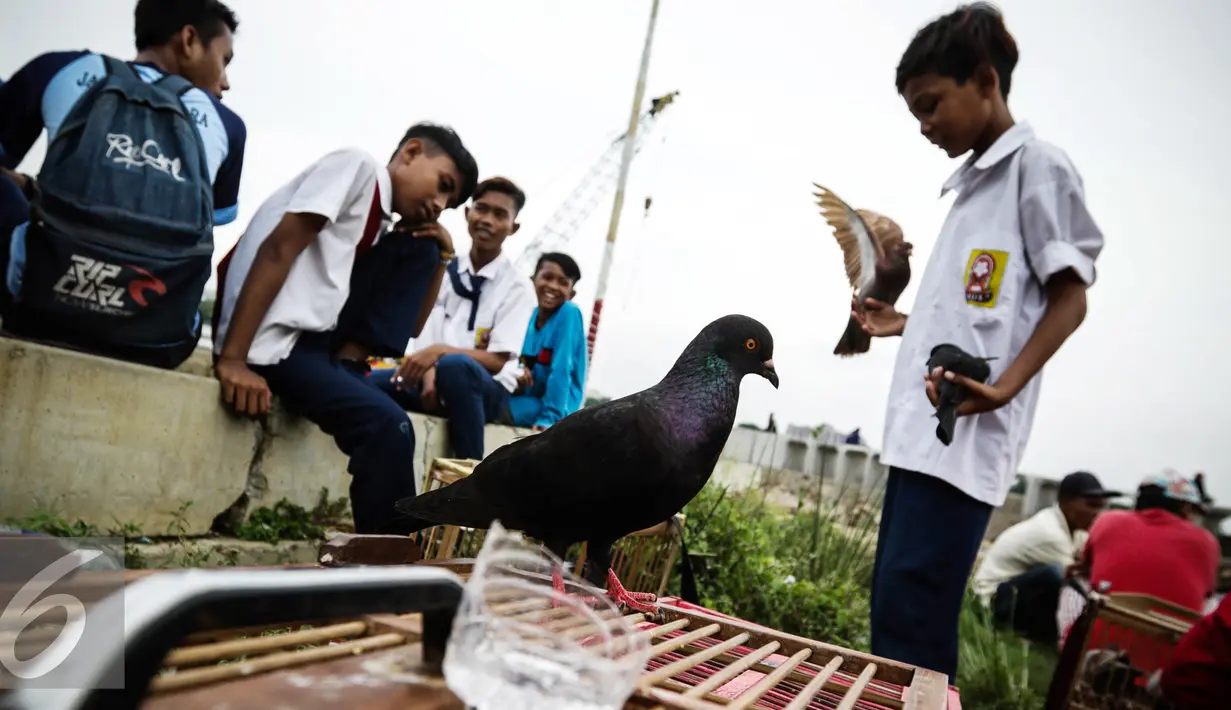 Beberapa anak melatih burung merpatinya untuk adu ketangkasan di Sunter, Jakarta, Selasa (29/11). Permainan kolongan banyak digemari masyarakat sebelum mengikuti kejuaraan daerah maupun nasional. (Liputan6.com/Faizal Fanani)
