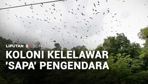 Koloni Kelelawar 'Sapa' Pengendara