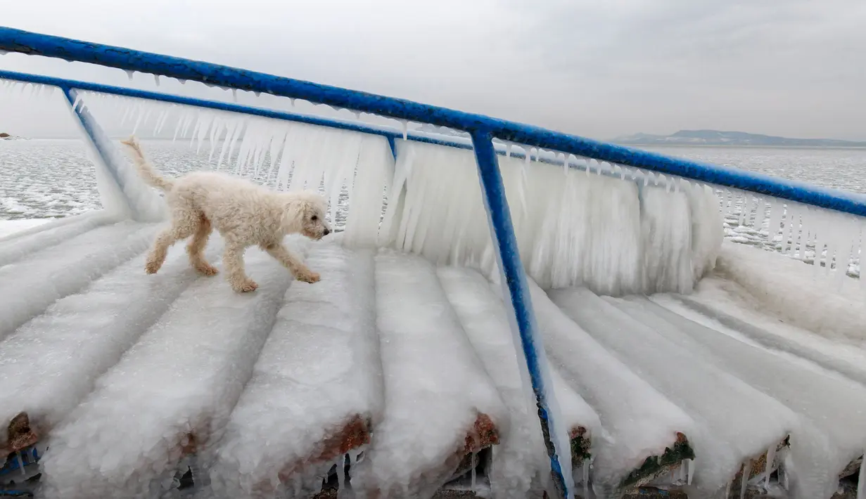 Seekor anjing berjalan di atas es yang menutupi tangga di pantai Danau Balaton di Fonyod, Hungaria (26/2). Cuaca ekstrem dengan angin kencang melanda sebagian besar wilayah Hungaria. (Gyorgy Varga / MTI via AP)