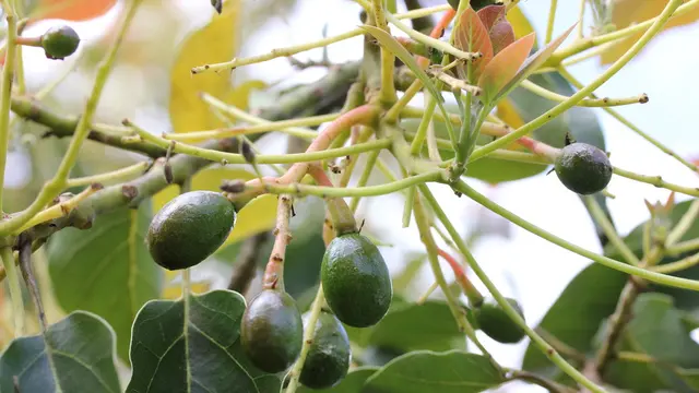 Disangka Mentimun, Buah Ini Ternyata Alpukat