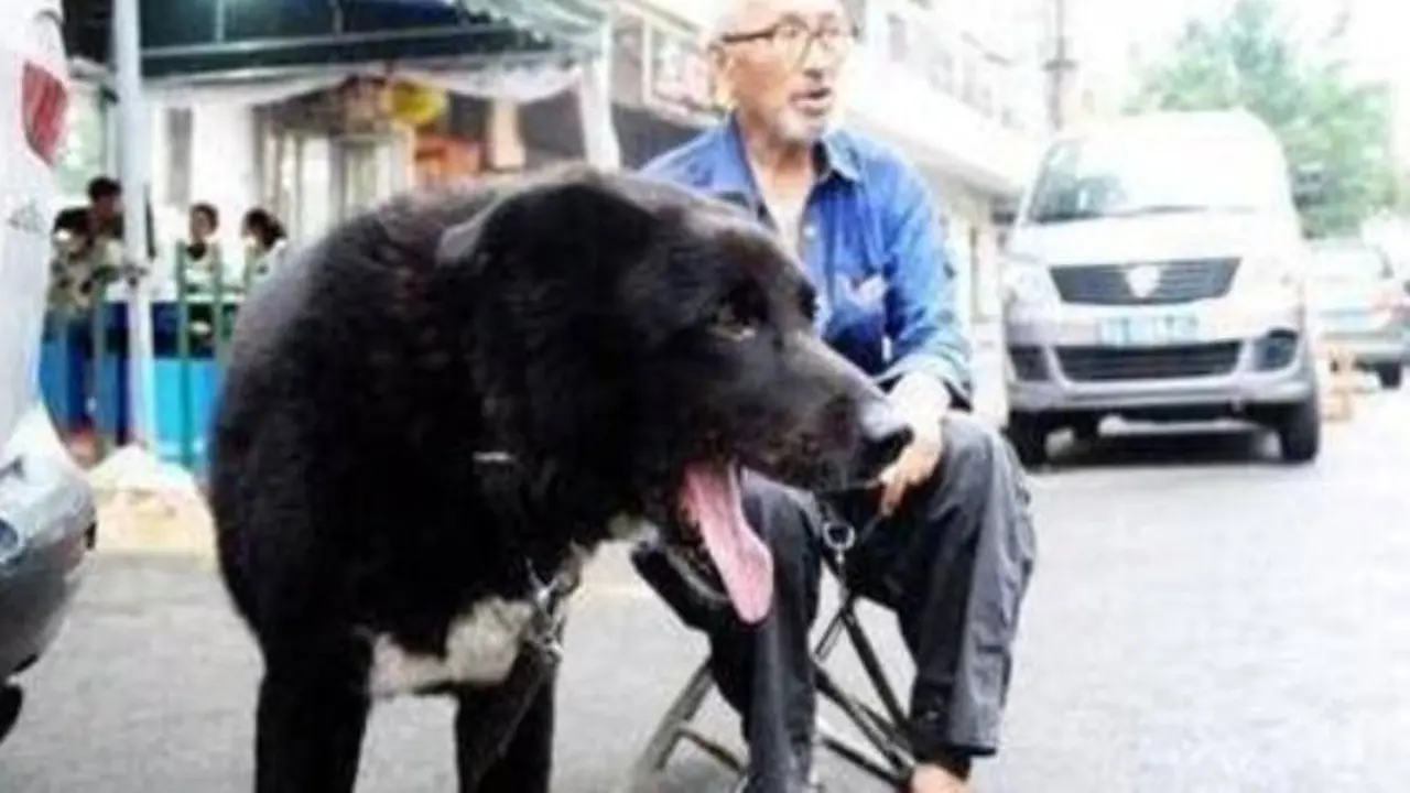 anjing, anjing kesayangan