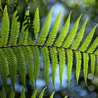 Ilustrasi Daun Saga Credit: pexels.com/Polina