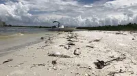 Bob Wasno, seorang pakar biologi laut dari Florida Gulf Coast University labuh jangkar di sebuah pantai di Bonita Springs, Florida, 14 Agustus 2018. (AFP)