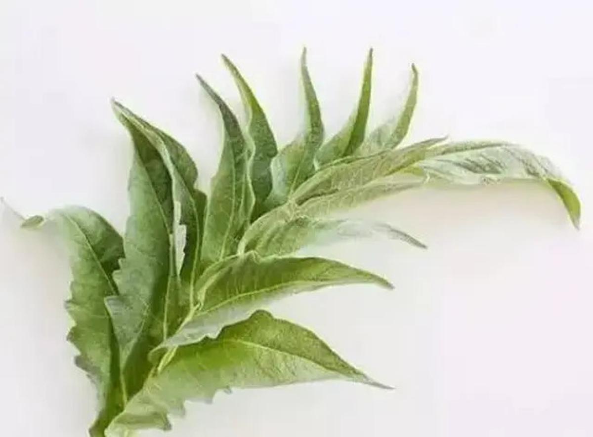 Obat Herbal Ampuh Turunkan Kolesterol, Jahe hingga Kunyit