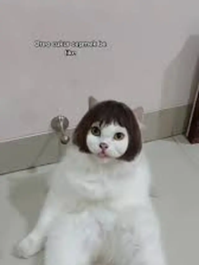 6 Potret Kucing Betina Pakai Filter HP Biar Cantik, Tampak Lucu