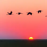 ilustrasi burung | pexels.com/@jplenio