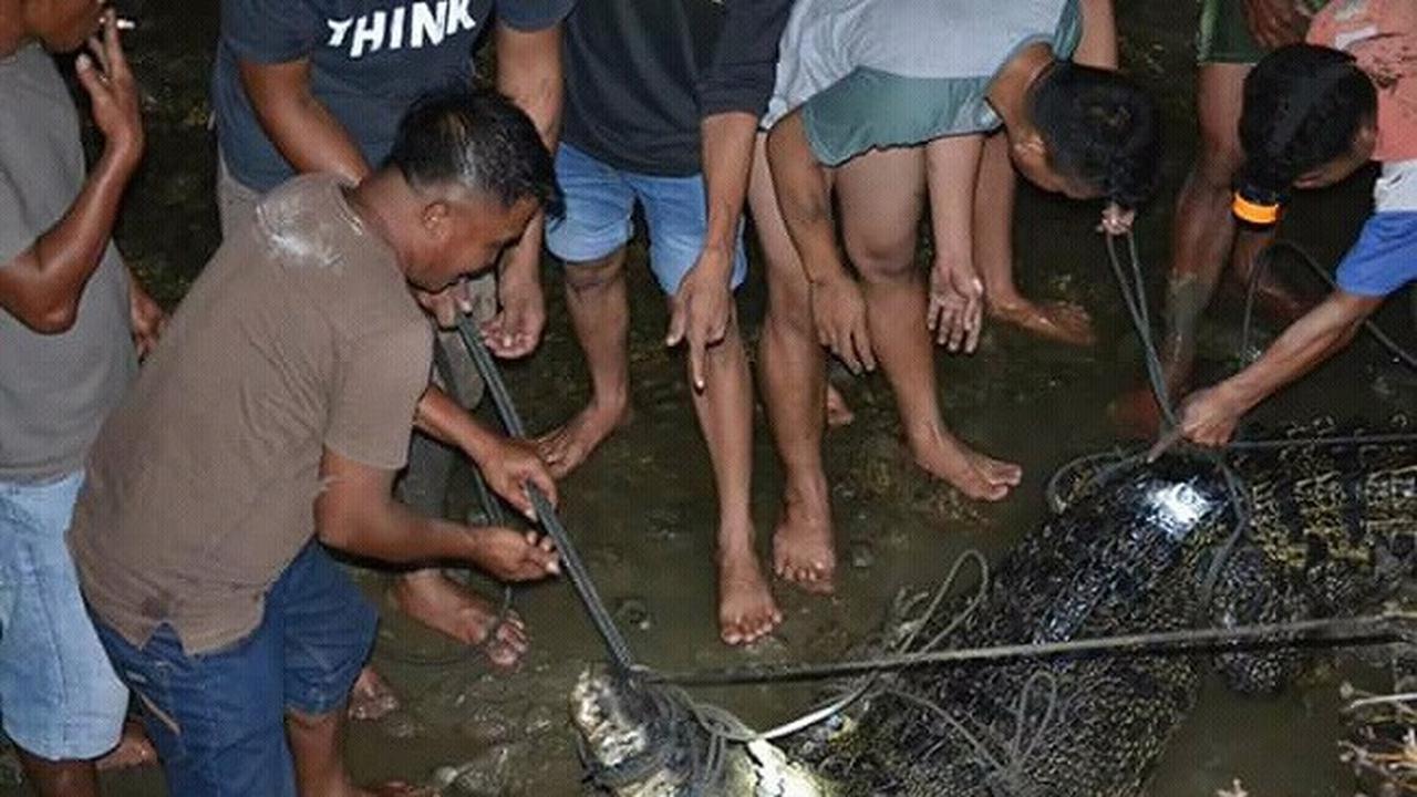 Kabar Pilu dari Buaya Pengacak-acak Isi Tambak Warga di Gorontalo