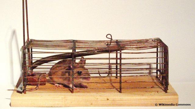 Perbedaan Tikus Atap dan Tikus Rumah, Panduan Lengkap Identifikasi Hama ...