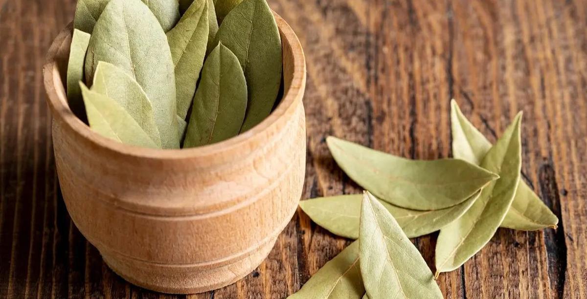 Manfaat Daun Salam untuk Menurunkan Kolesterol dan Mengelola Gula Darah