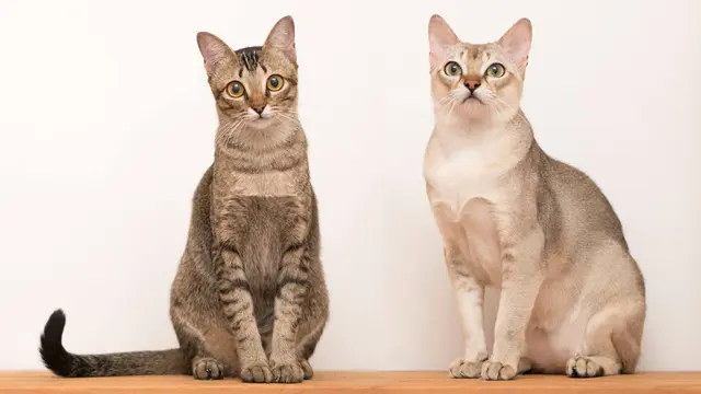 Singapura Cat