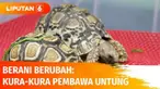 Usaha kedai kopinya terdampak pandemi, Dimas cari peluang lain yang banyak diminati. Melihat banyak yang hobi pelihara hewan saat menghabiskan waktu di rumah selama masa PPKM, akhirnya Dimas menjual hewan kura-kura. Berikut kisahnya dalam ‘Kura-kur...