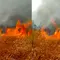 Kebakaran di Way Kambas Sulit Padam, Ini Penyebabnya