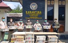 Karantina Lampung Gagalkan Penyelundupan 620 Satwa Liar, Dua Jenis Dilindungi