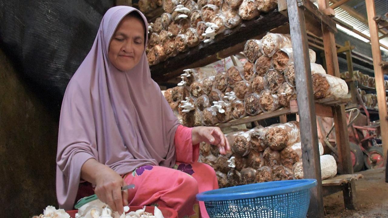 Menengok Usaha Budi Daya Jamur Tiram, Punya Prospek Bisnis Menjanjikan