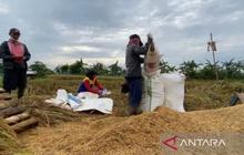 Bulog Bogor Serap 435 Ton Gabah Petani Sesuai HPP, Jaga Ketahanan Pangan Nasional