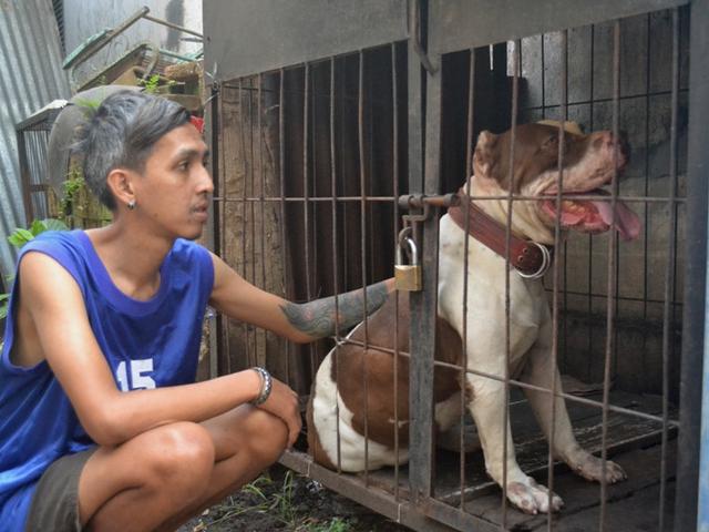 Pitbull Penggigit Sasa Hingga Tewas Ternyata Anjing Juara Regional Liputan6 Com